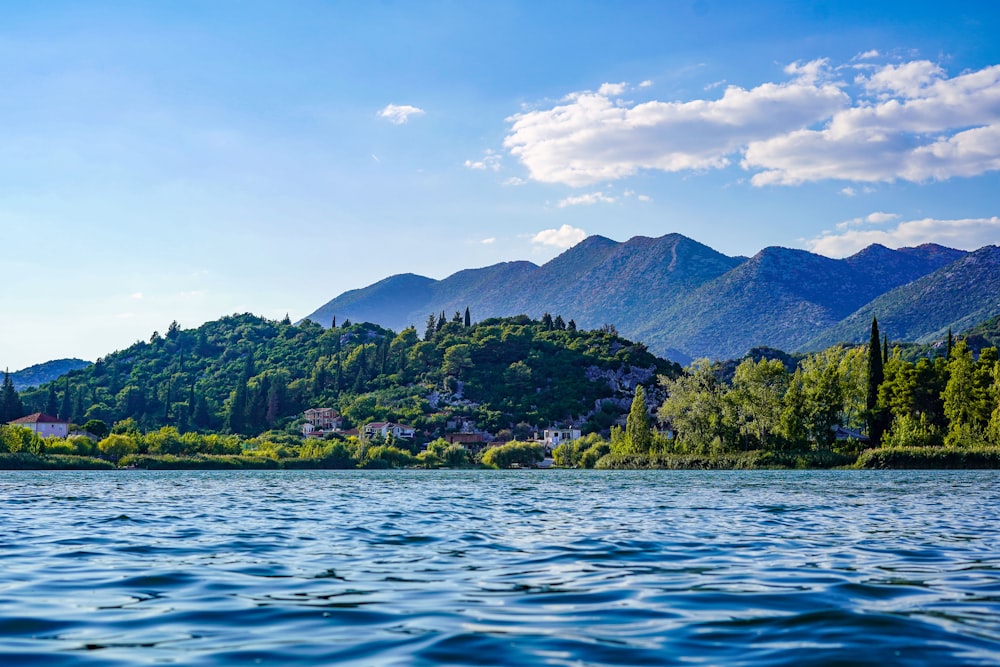 green trees near body of water during daytime