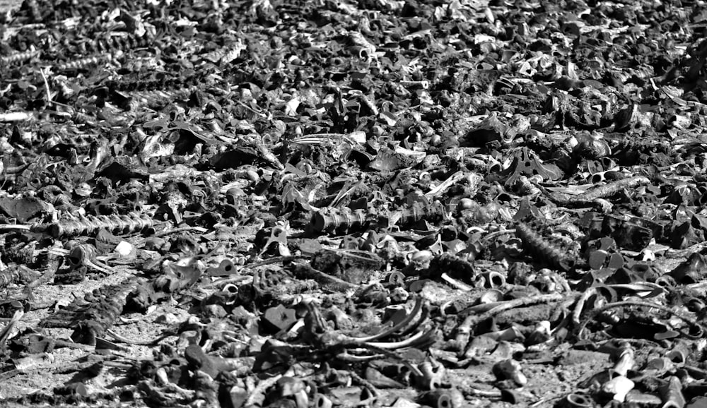 grayscale photo of dried leaves on ground