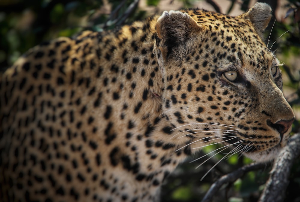 Leopardo marrón y negro en fotografía de primer plano