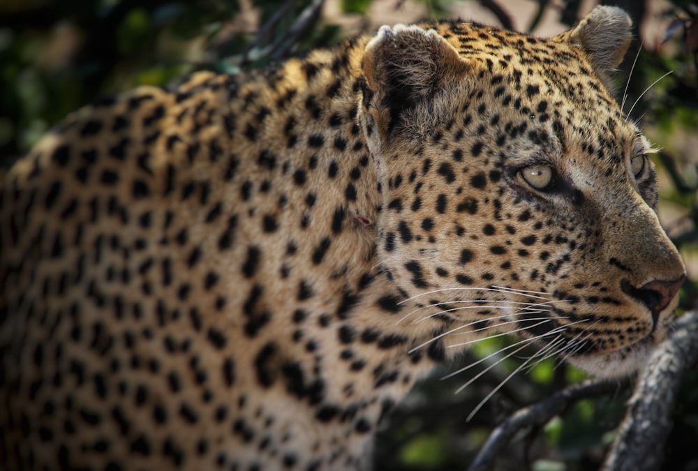 brown and black leopard in close up photography