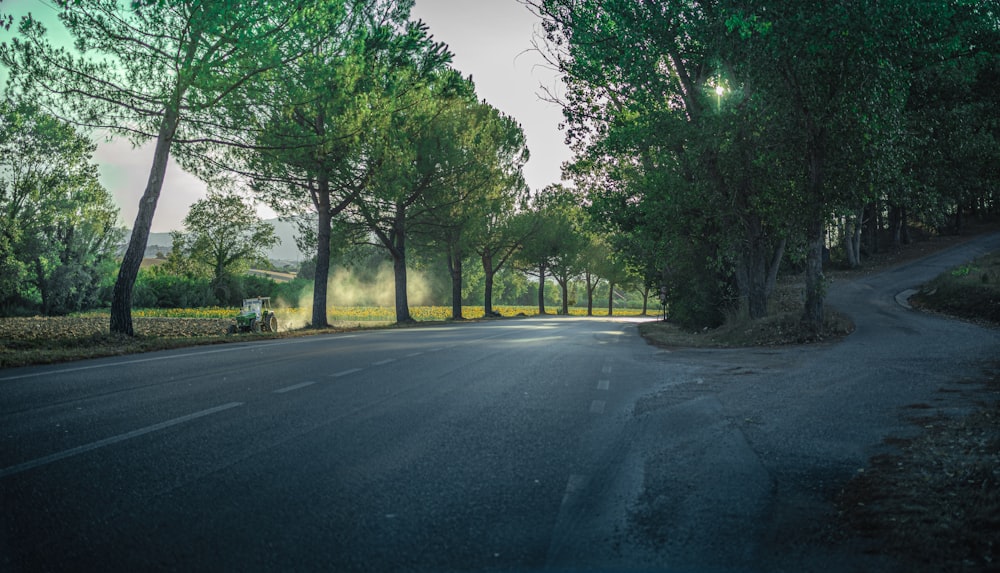 green trees beside gray asphalt road during daytime