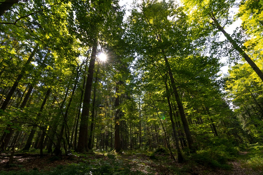 green trees on forest during daytime