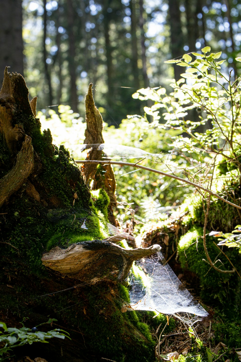 green moss on brown tree trunk