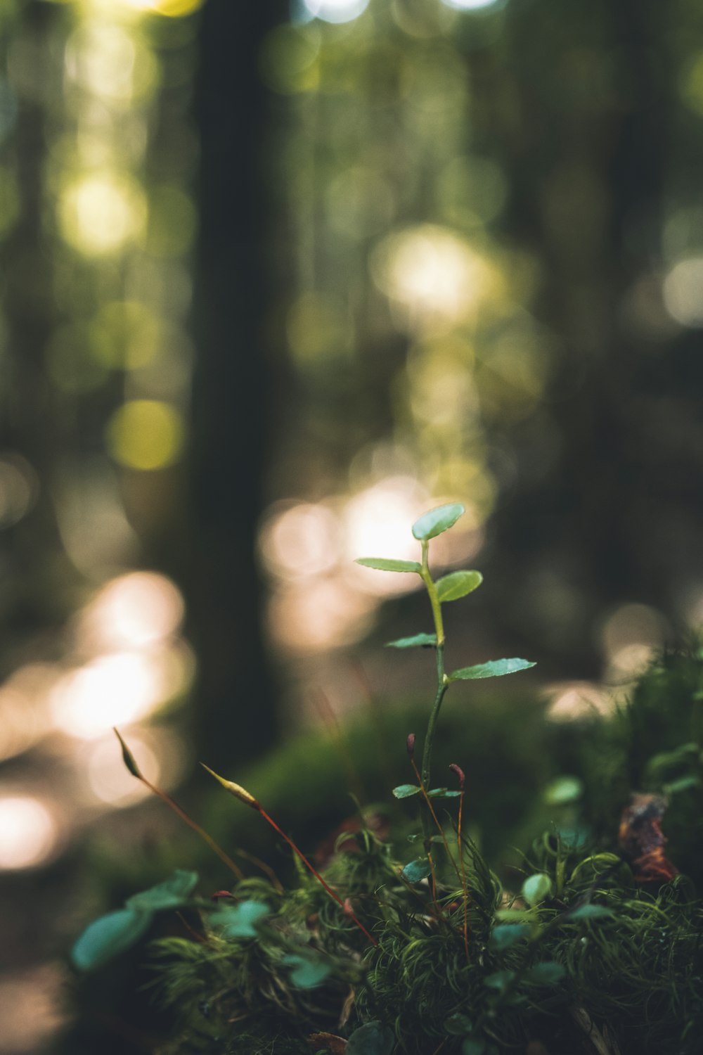 green grass in tilt shift lens