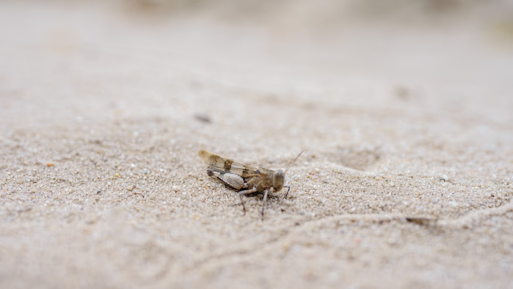 brown and black grasshopper on brown sand during daytime