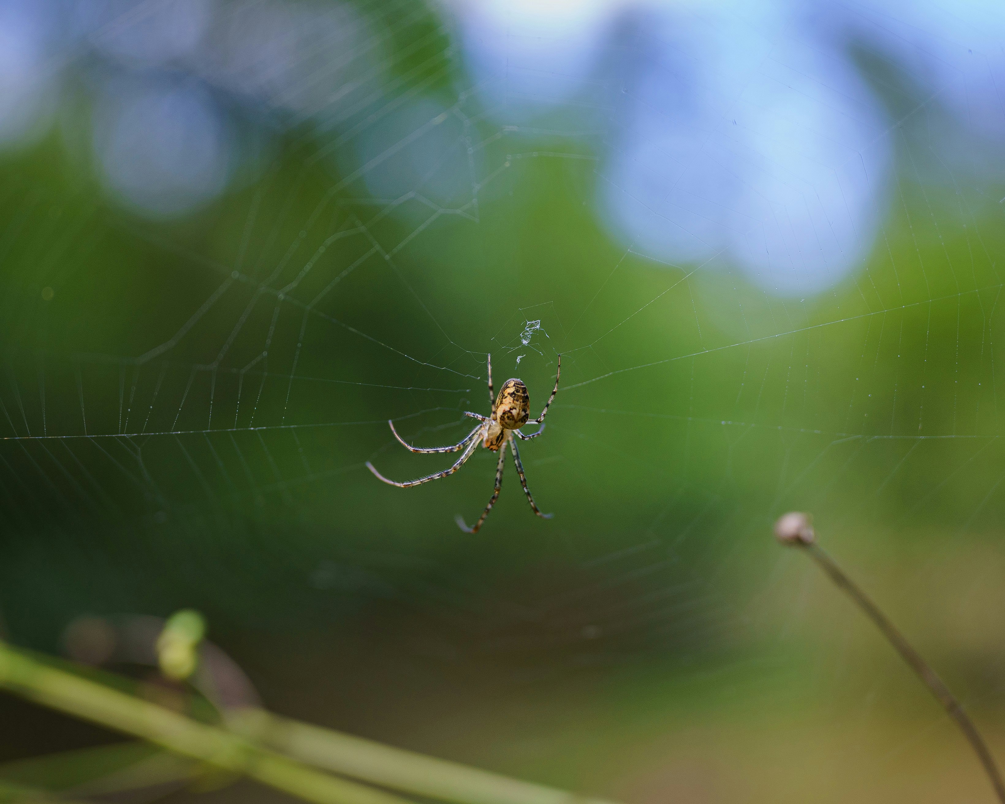 brown spider on web in close up photography during daytime