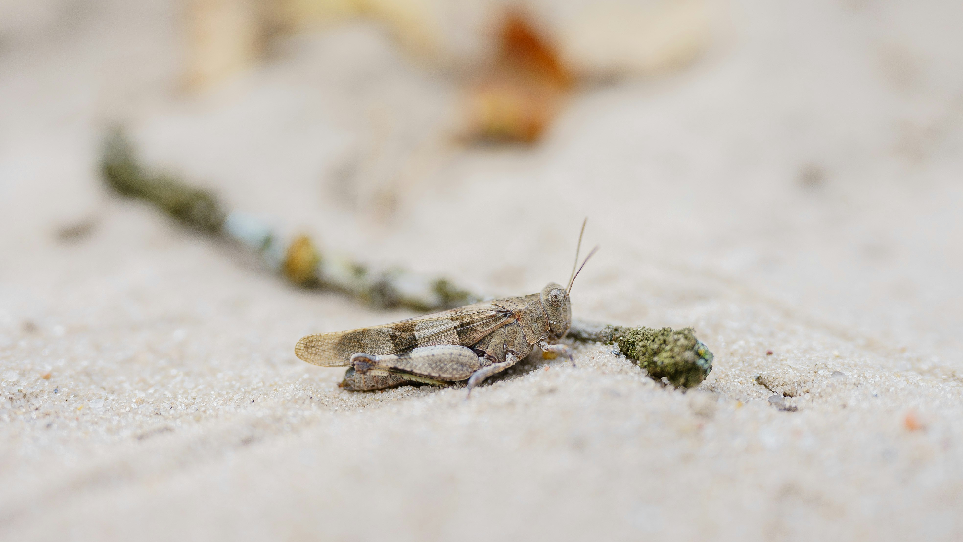 brown grasshopper on white sand during daytime