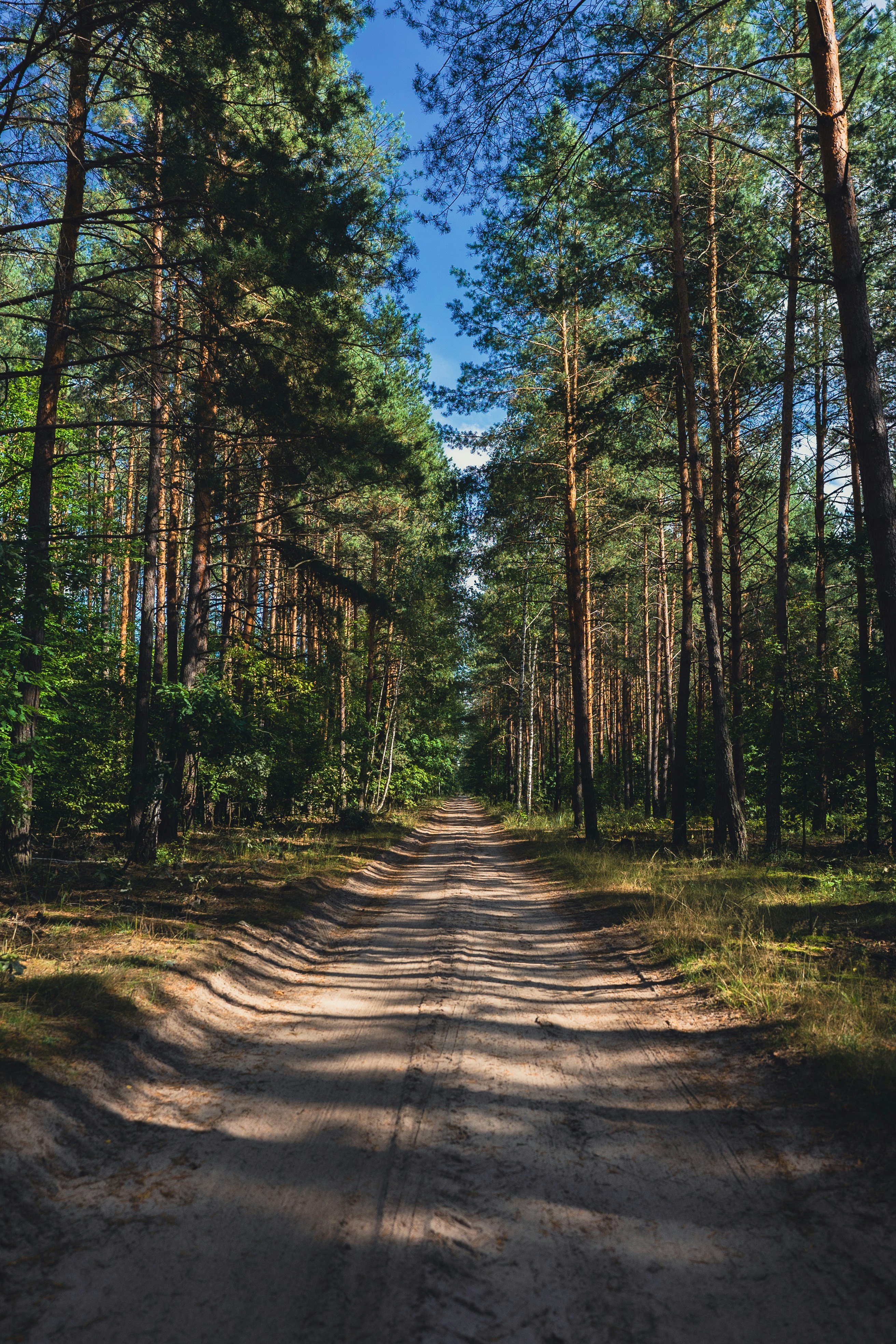 Road in the forest