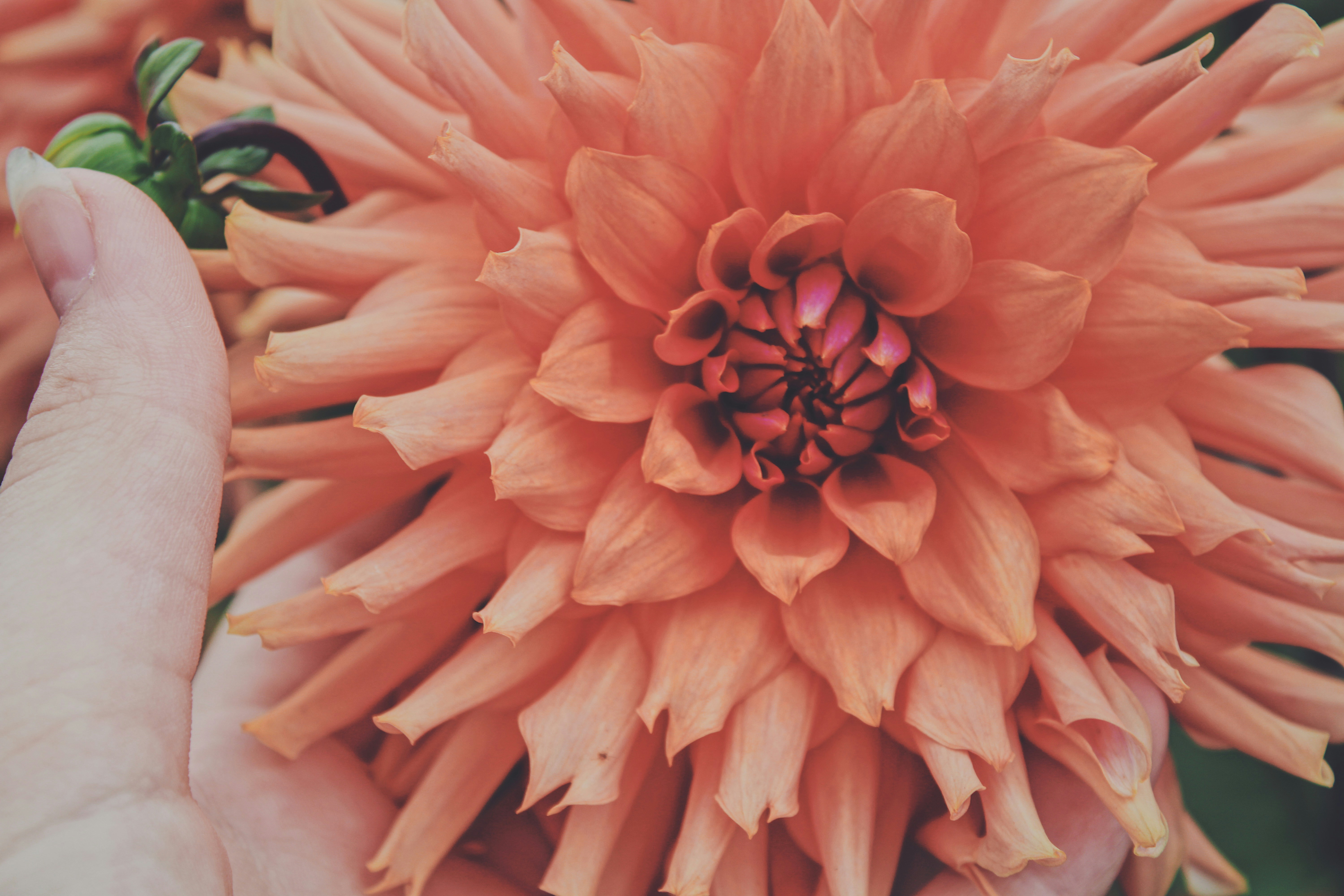 pink dahlia in bloom close up photo
