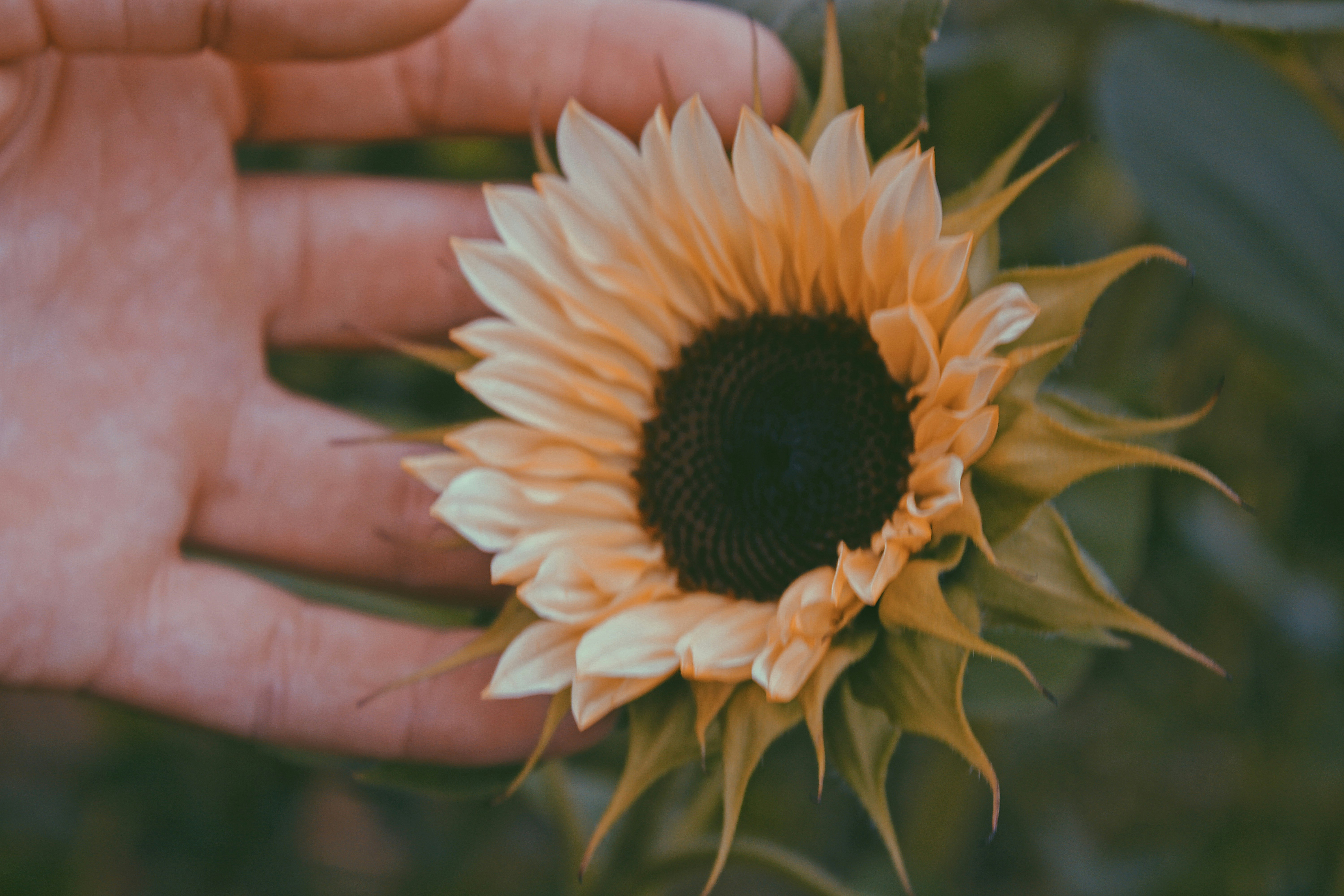 yellow and black sunflower on persons hand