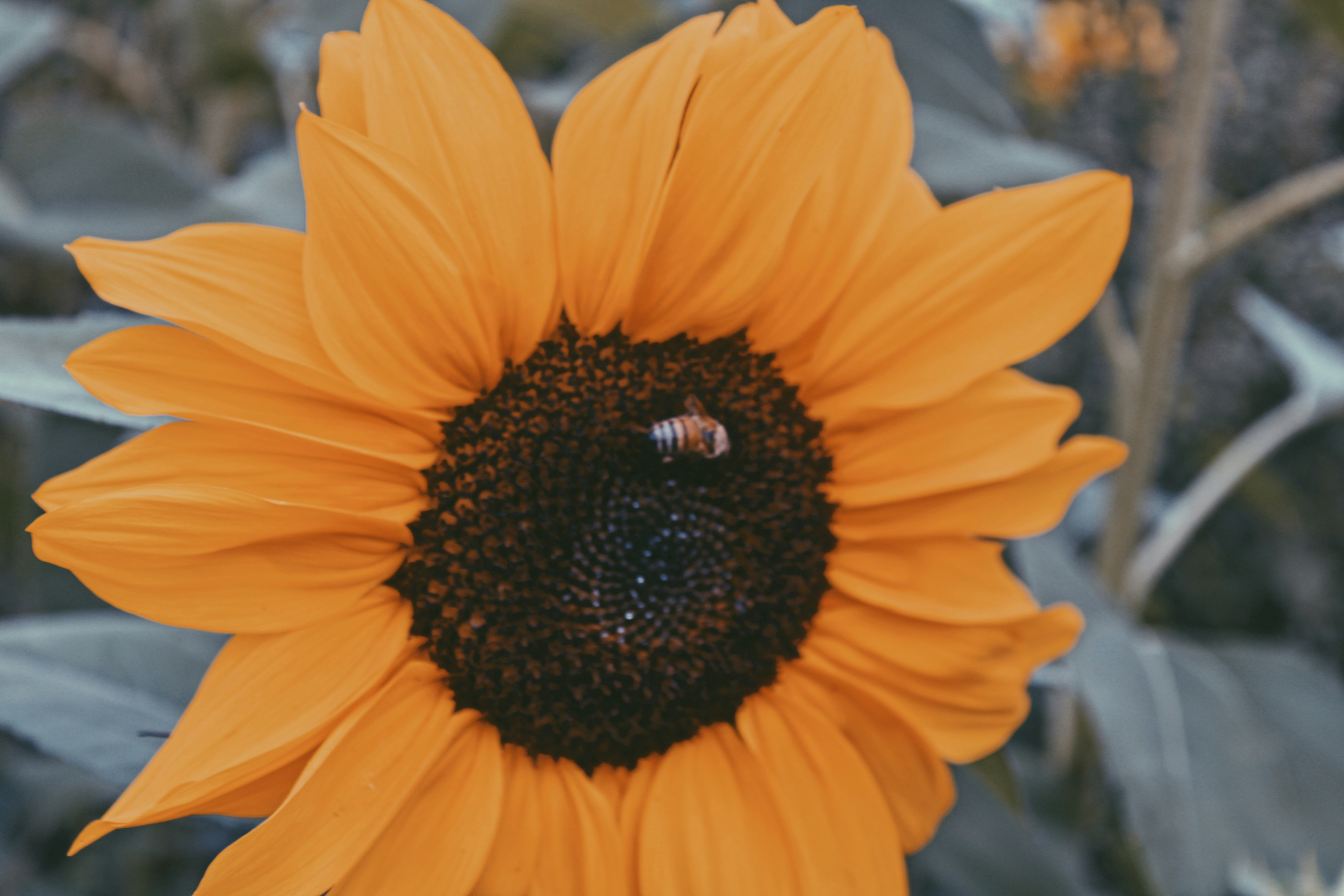 black bug on orange flower