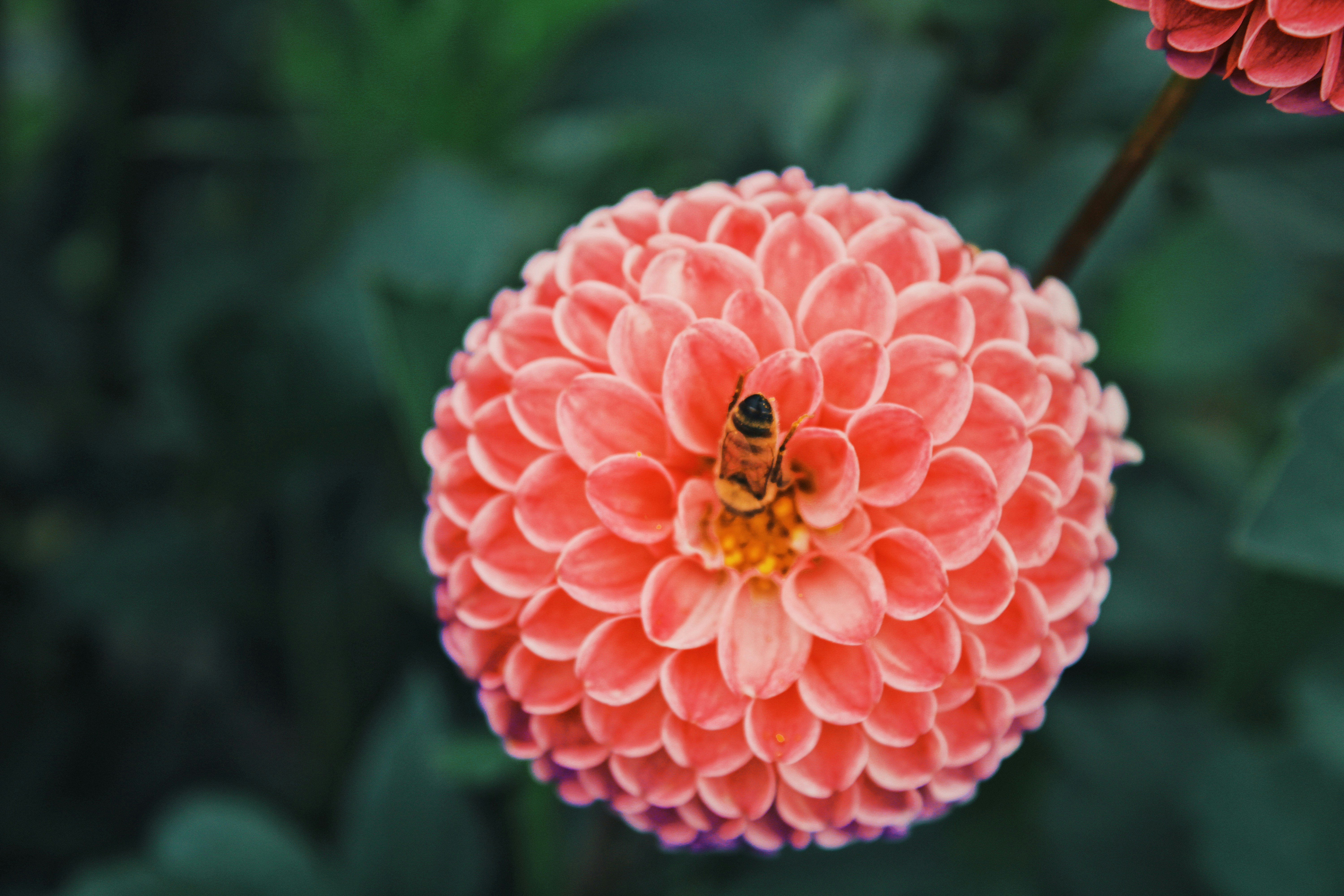 pink and white flower in macro photography