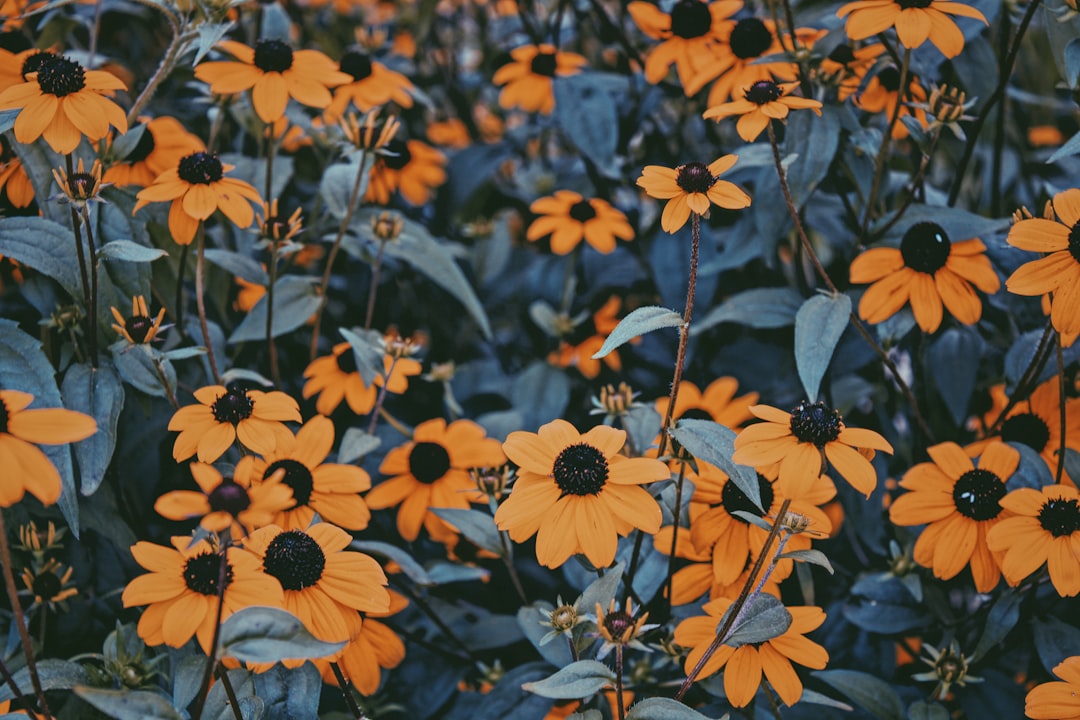 orange and yellow flowers in tilt shift lens