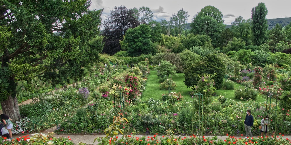 green trees and plants under white clouds during daytime