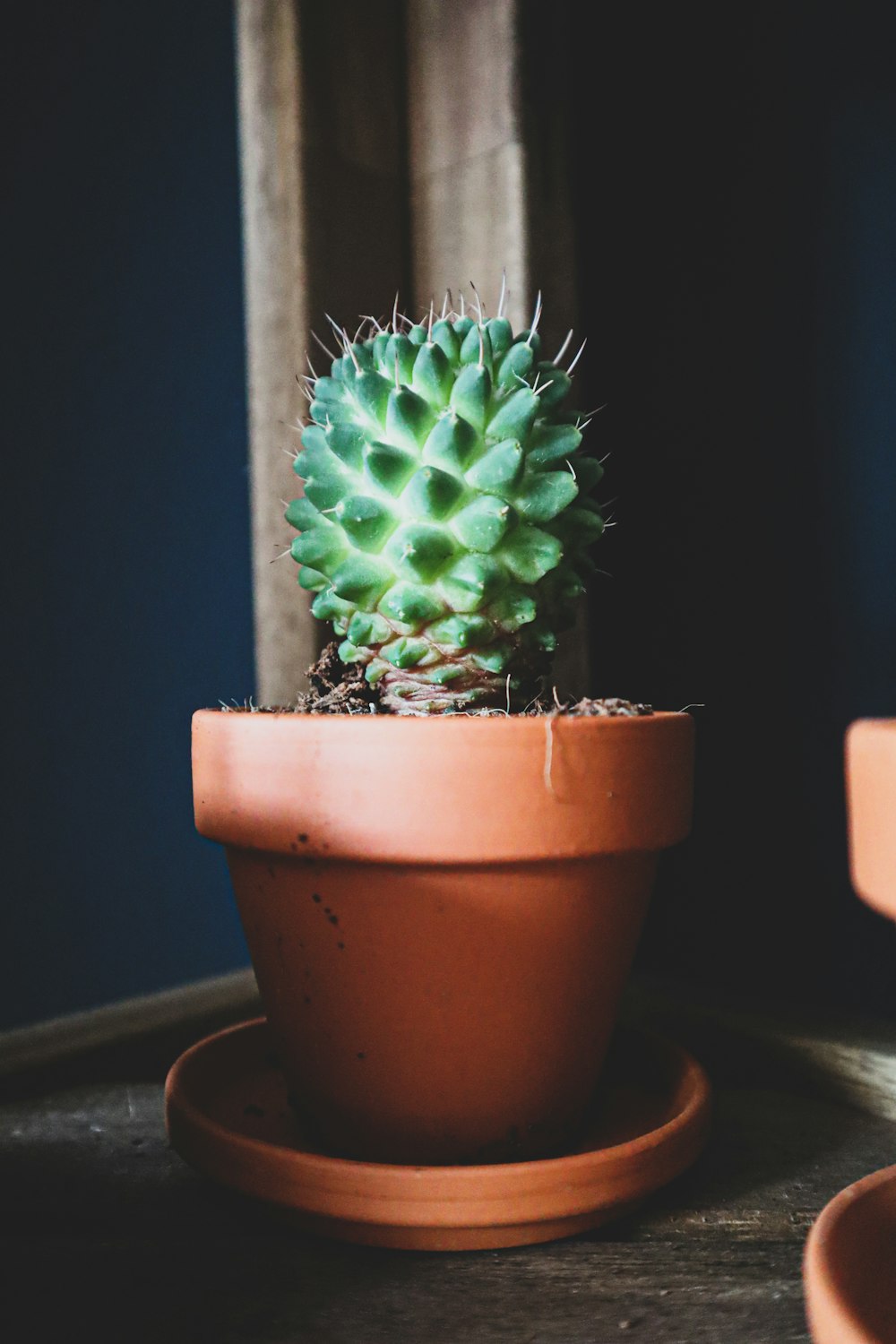 green cactus plant on brown clay pot