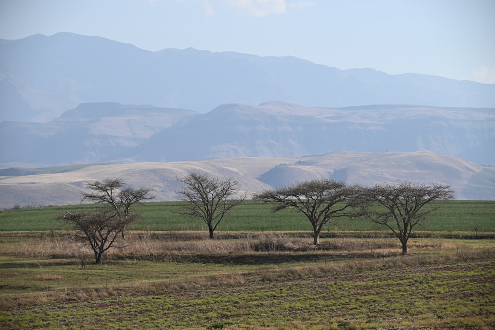 green grass field with mountains in the distance