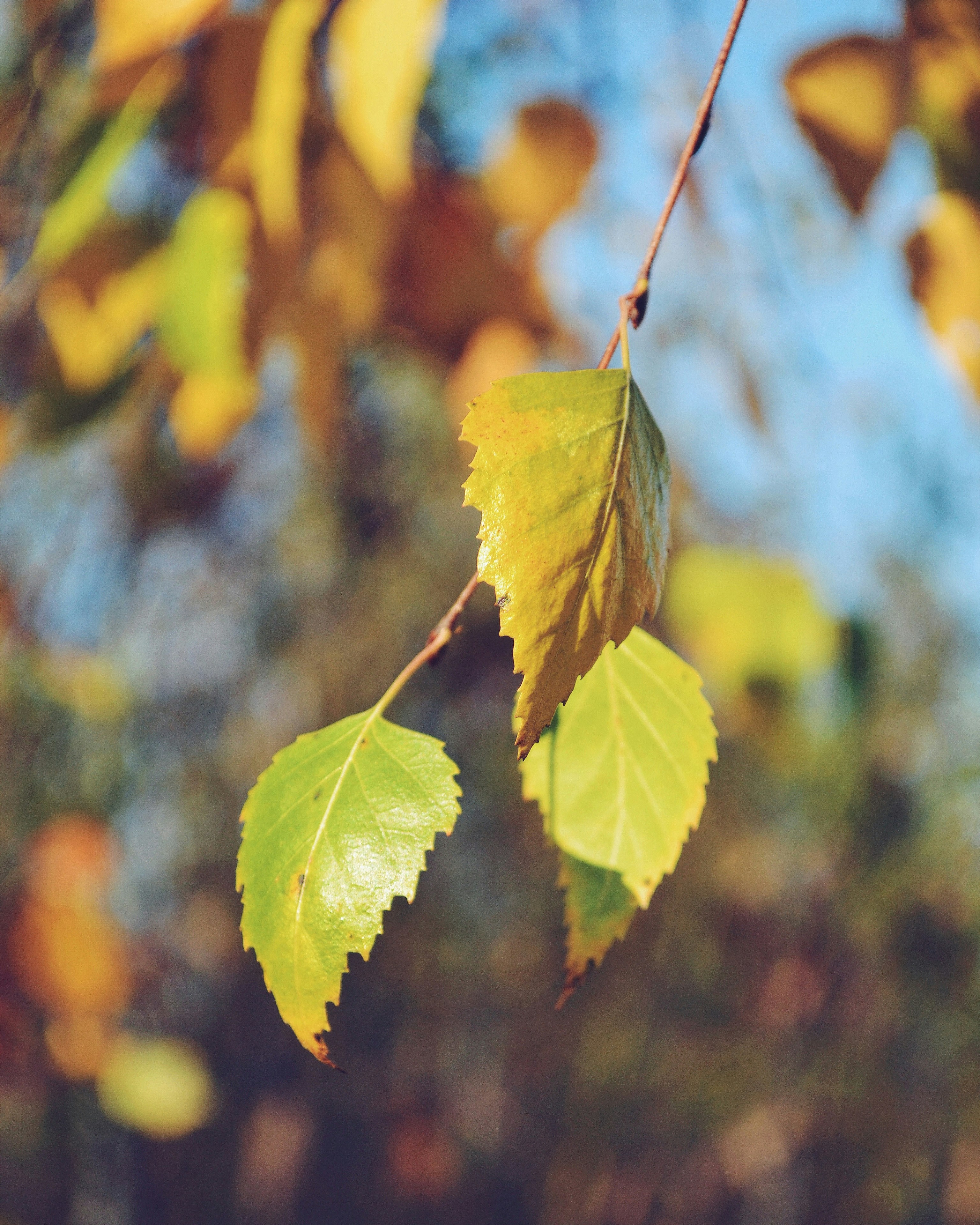 Photo by yuliiabarabash