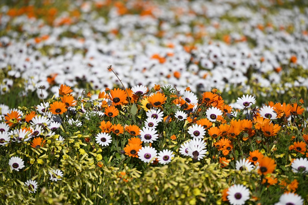 fleurs blanches et jaunes sur le sol