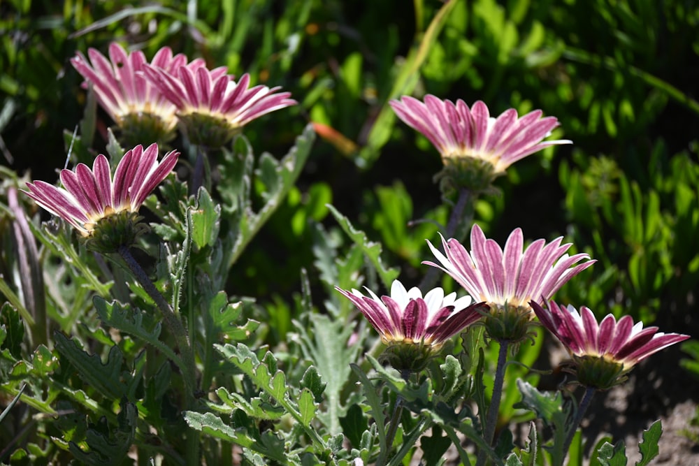 purple and white flower in tilt shift lens