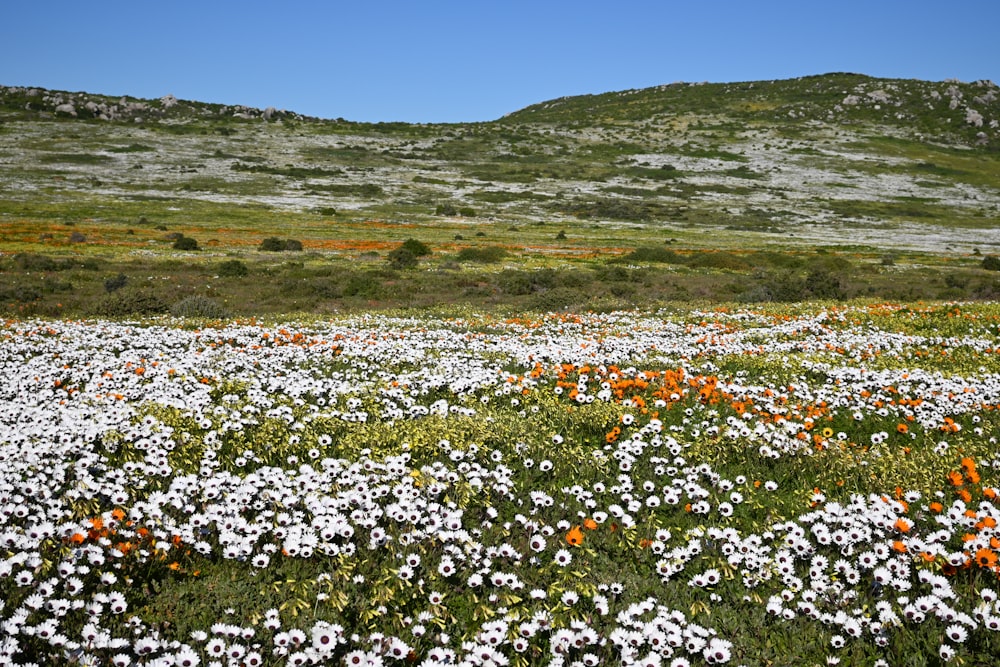 fleurs blanches sur le champ d’herbe verte pendant la journée