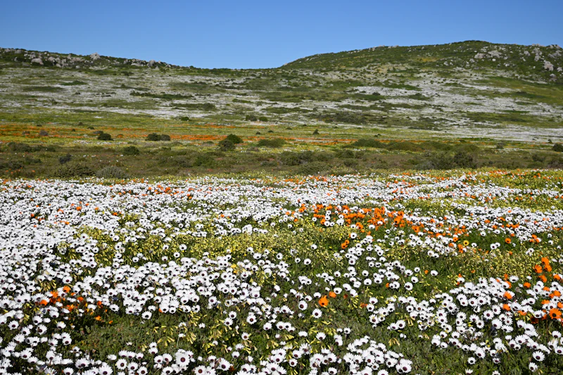 West Coast National Park Wildflower Season