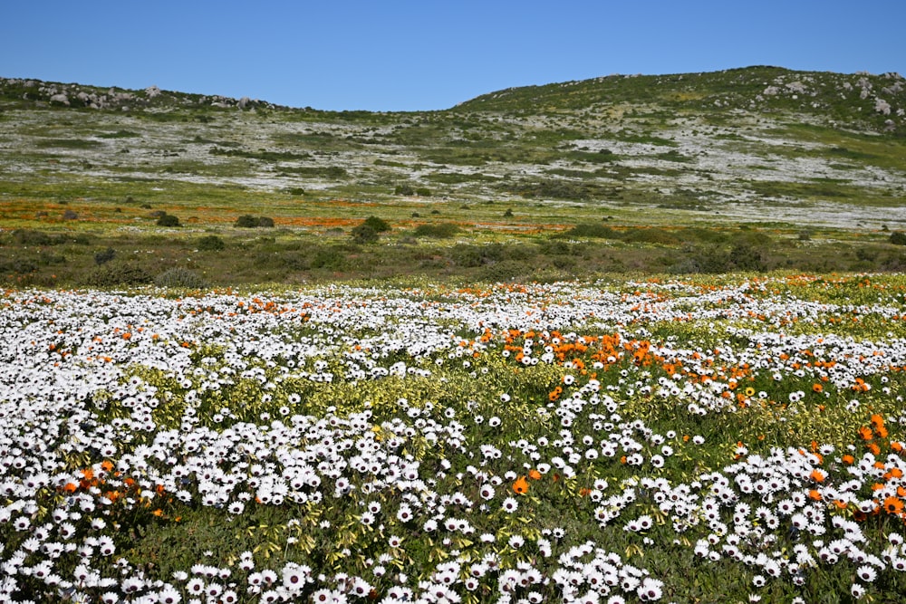 fiori bianchi sul campo di erba verde durante il giorno