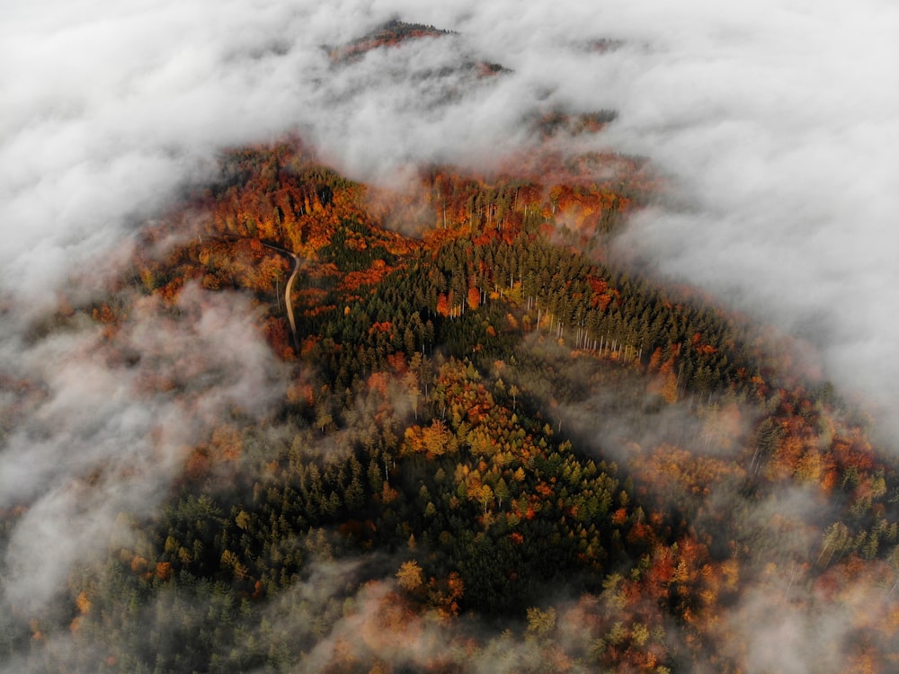 brown and black tree branch on white clouds