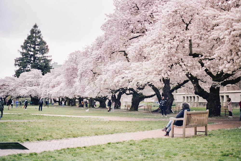 people sitting on bench under white cherry blossom tree during daytime