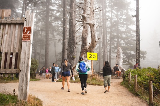 people walking on pathway between trees during daytime