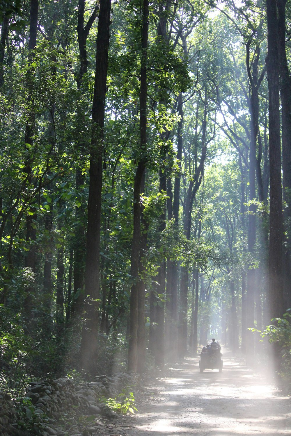 alberi verdi sulla foresta durante il giorno