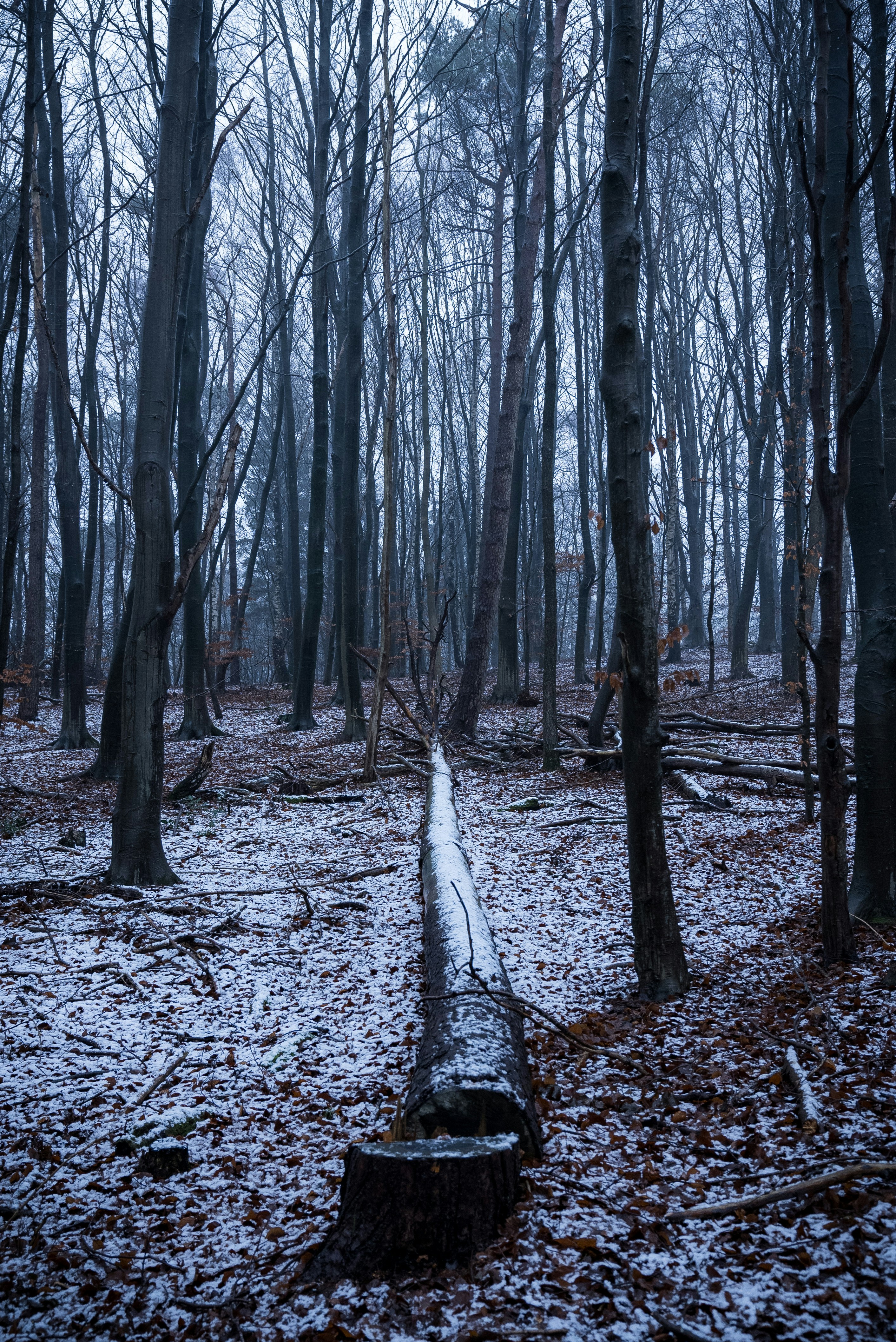 Photo by moritzluedtke