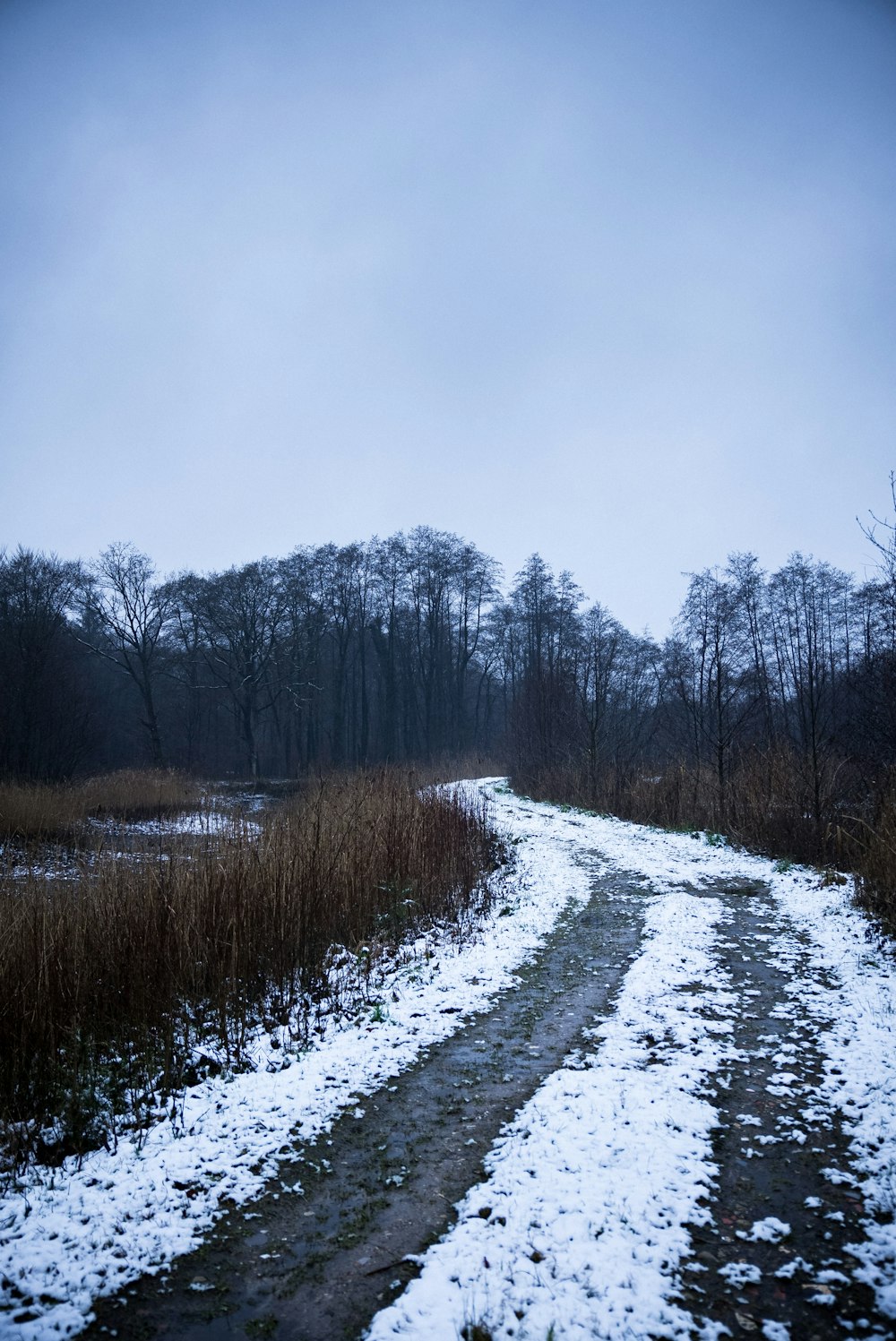 snow covered road between brown trees under white sky during daytime