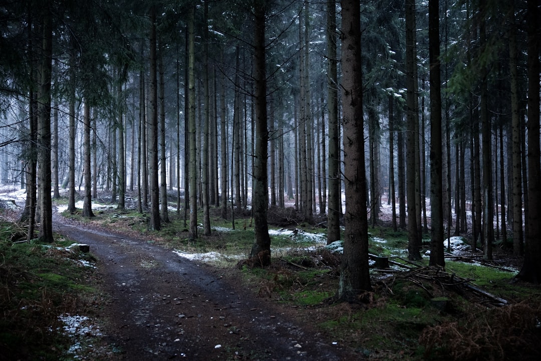 brown trees on brown soil