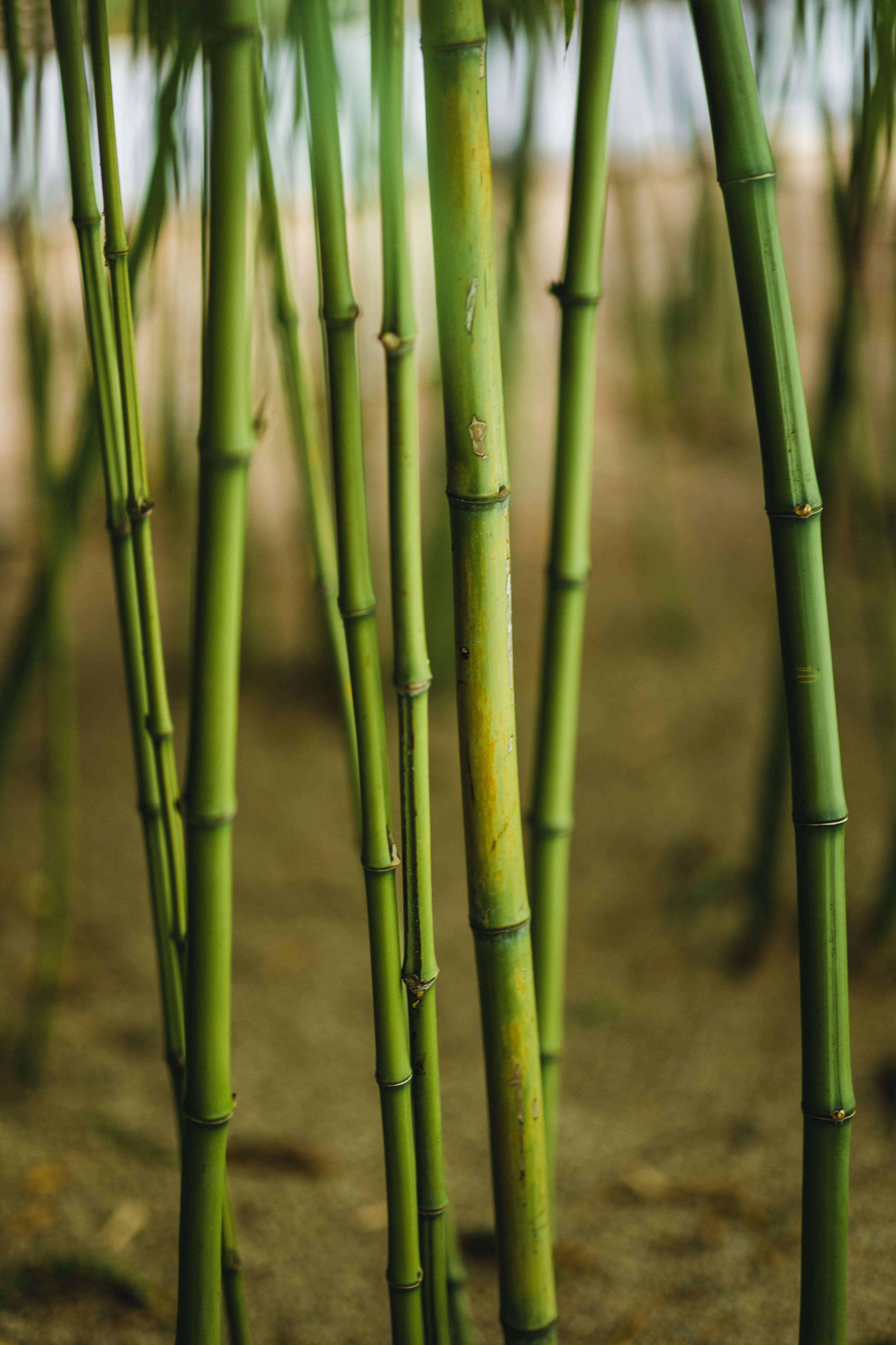 green bamboo sticks in close up photography