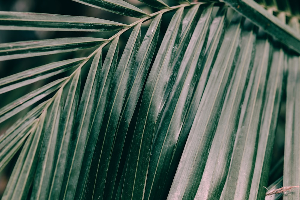 green leaf plant in close up photography