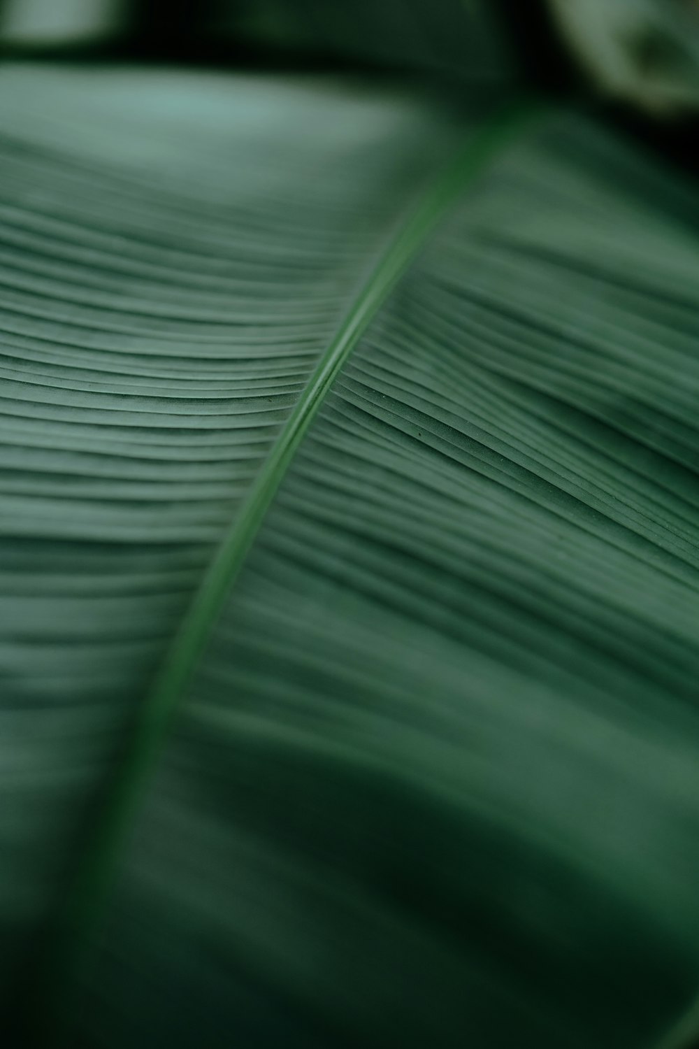 매크로 렌즈의 녹색 잎