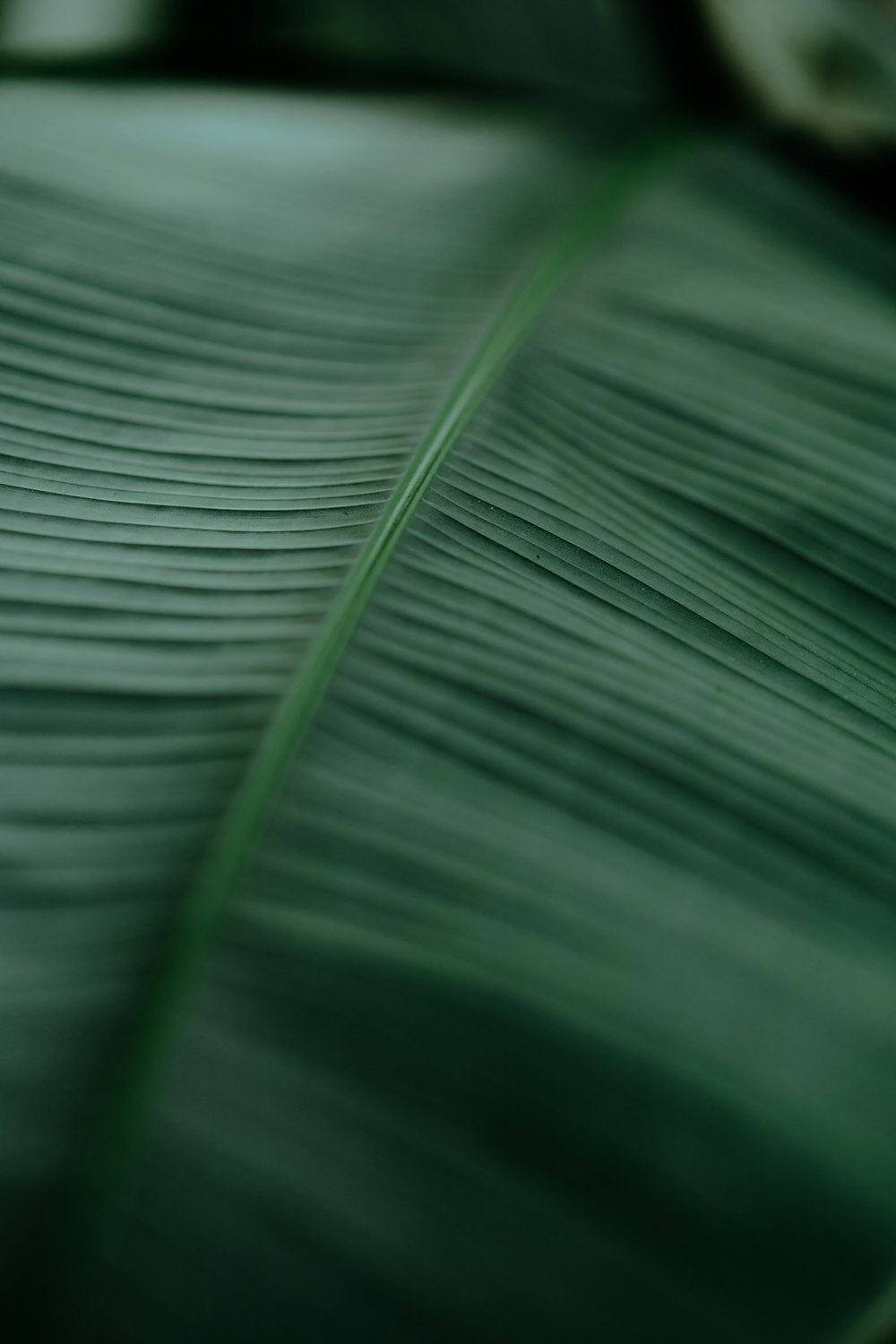 green leaf in macro lens