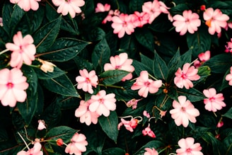 pink flowers with green leaves