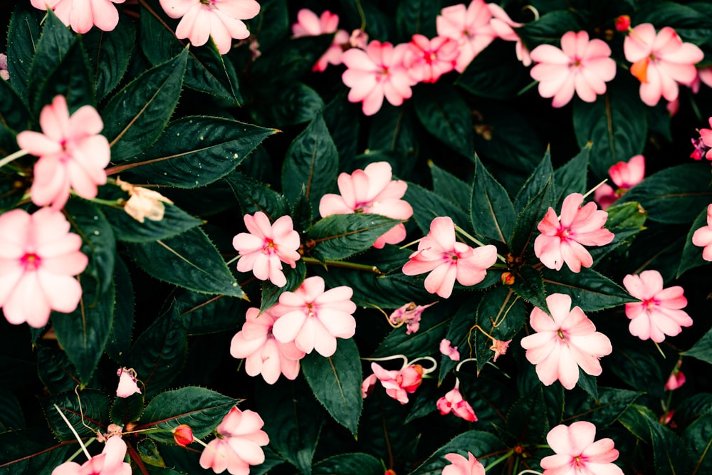 pink flowers with green leaves