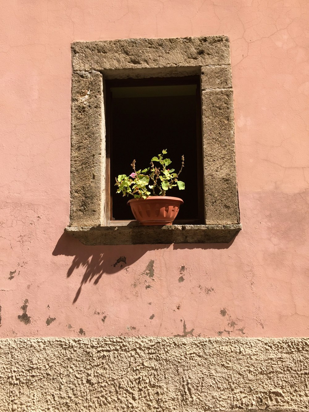 green plant on brown clay pot