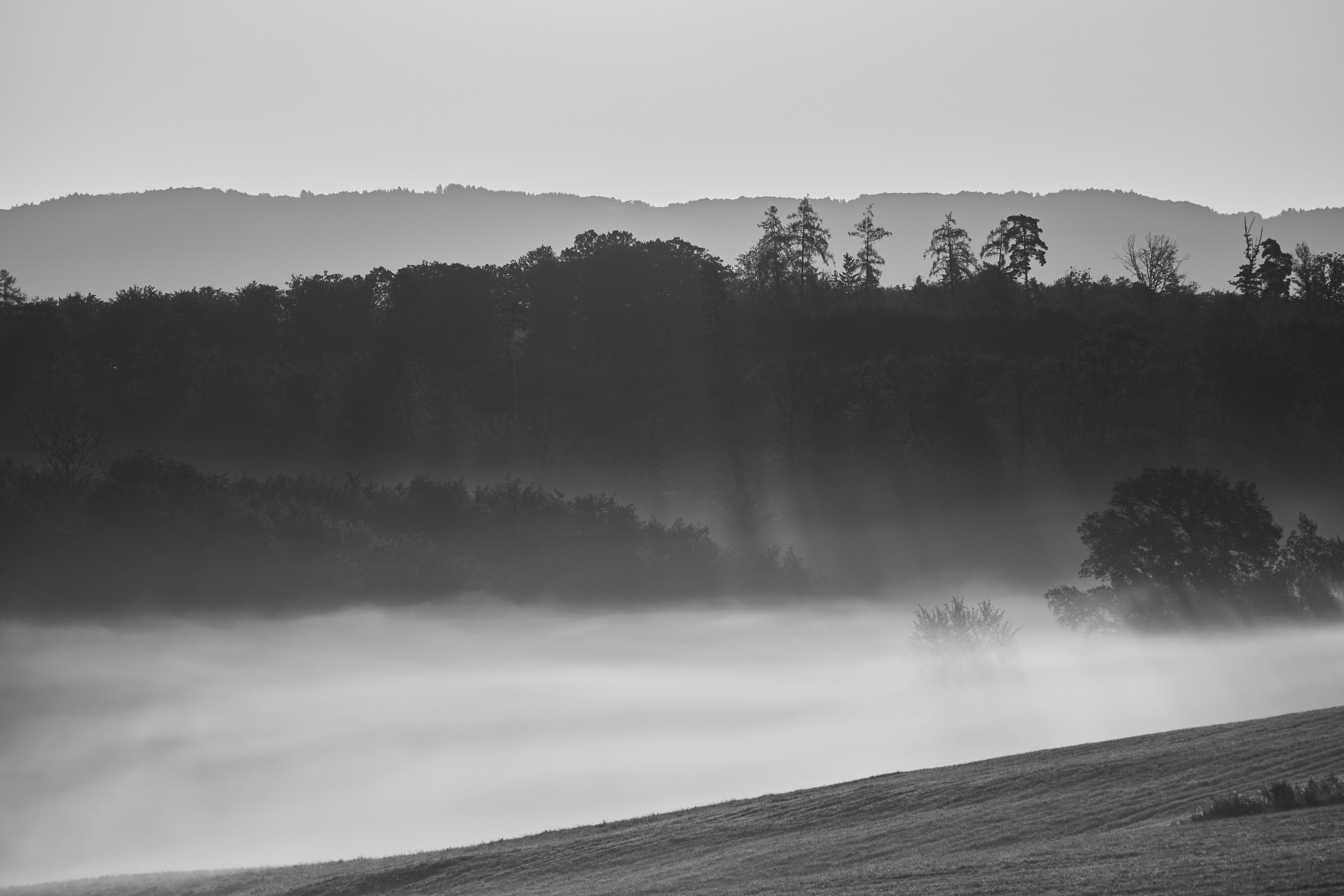 Photo by wolfgang_hasselmann