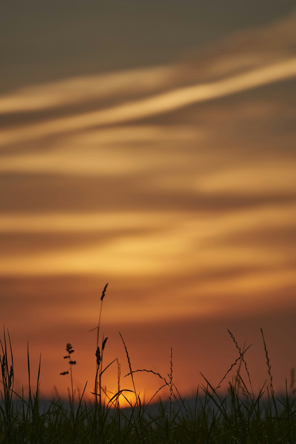 brown grass under orange sky