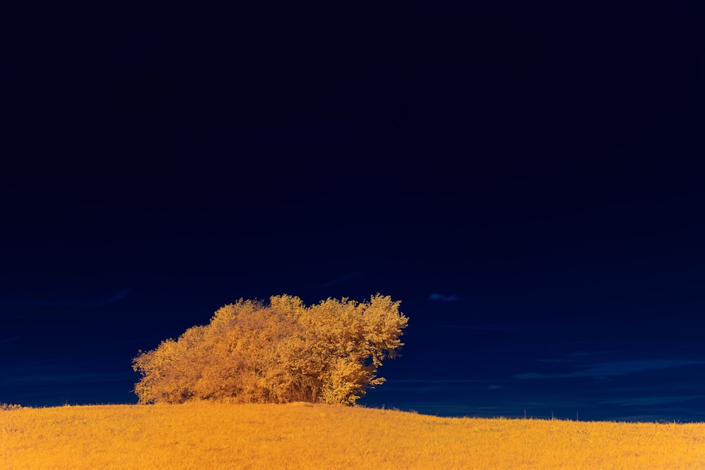 brown tree on brown field during daytime