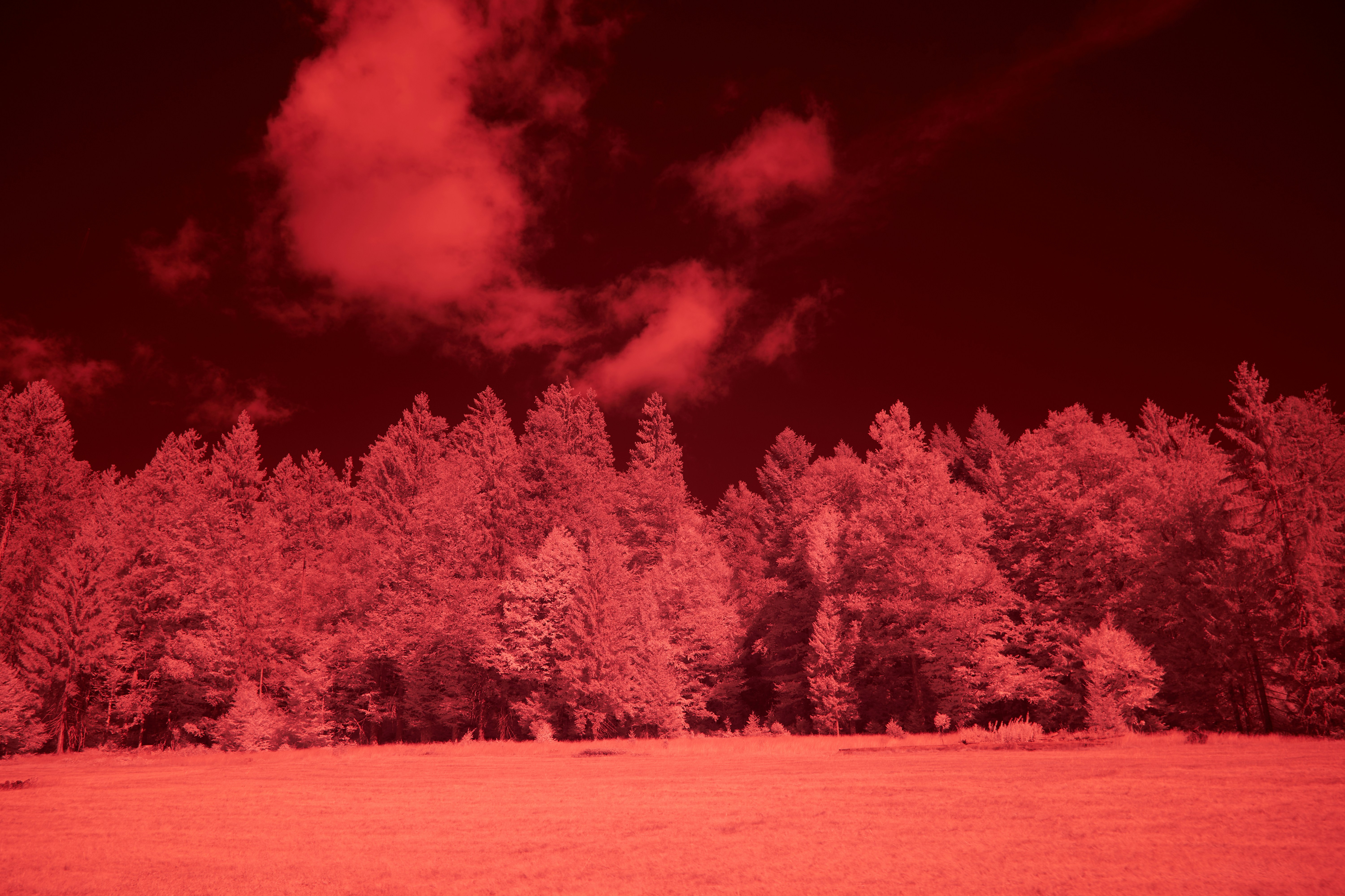 Photo by wolfgang_hasselmann