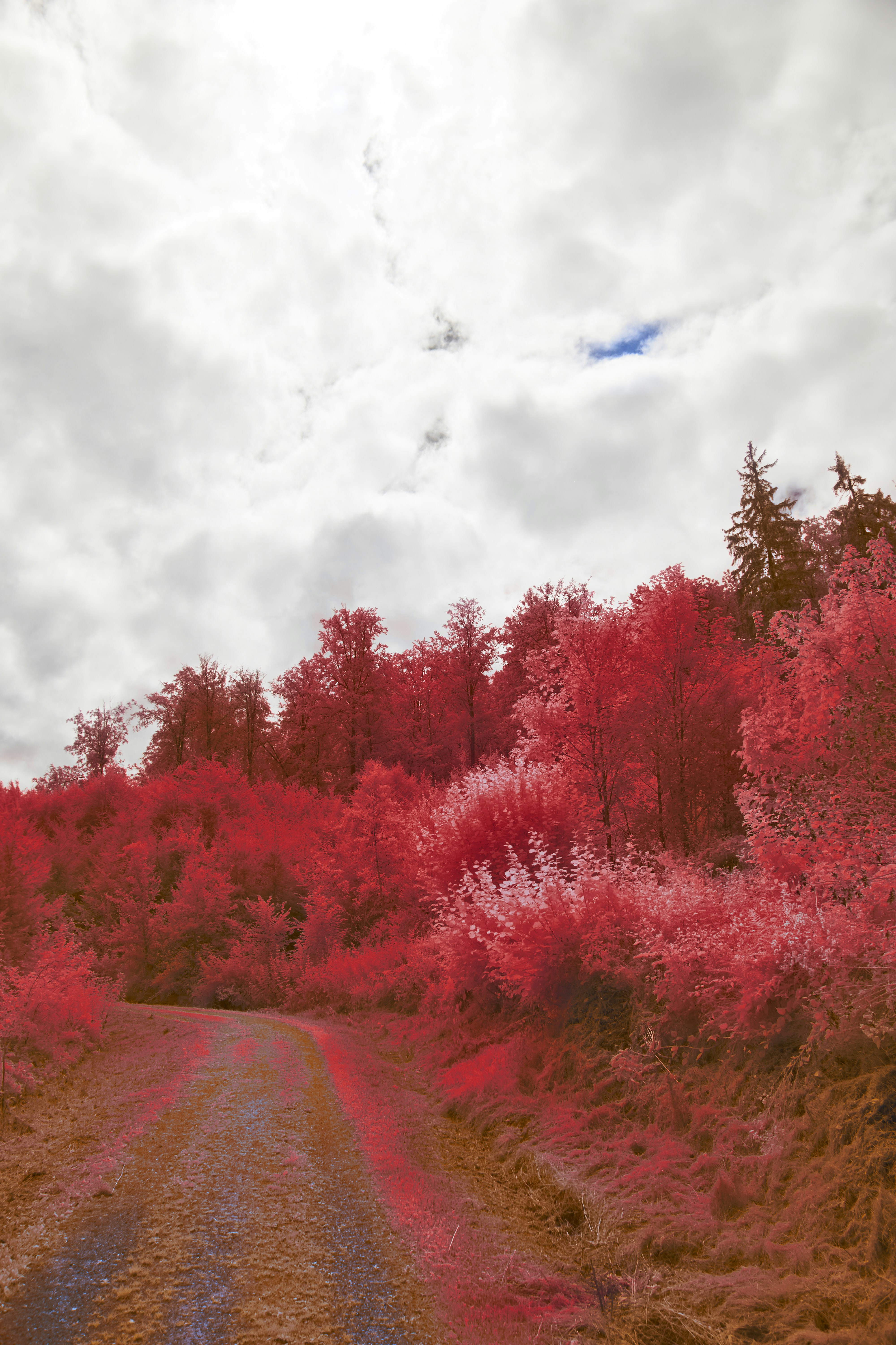 Photo by wolfgang_hasselmann