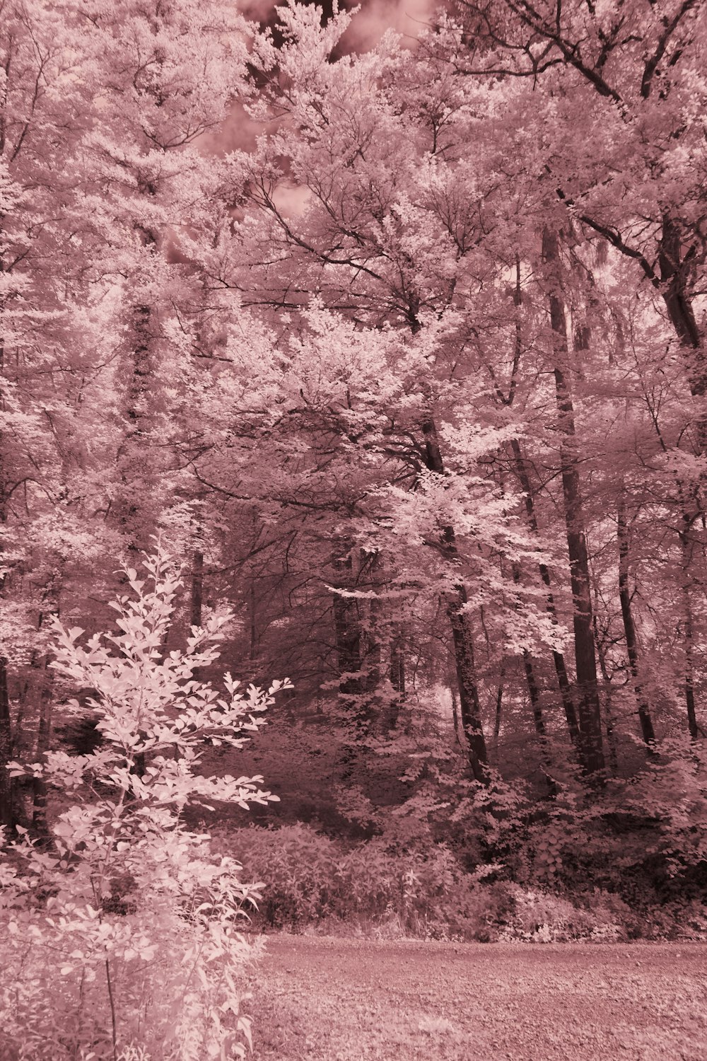 brown trees with red leaves