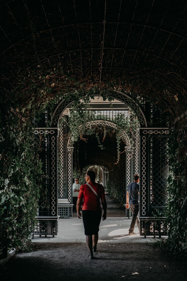 Boulders Beach penguin colony