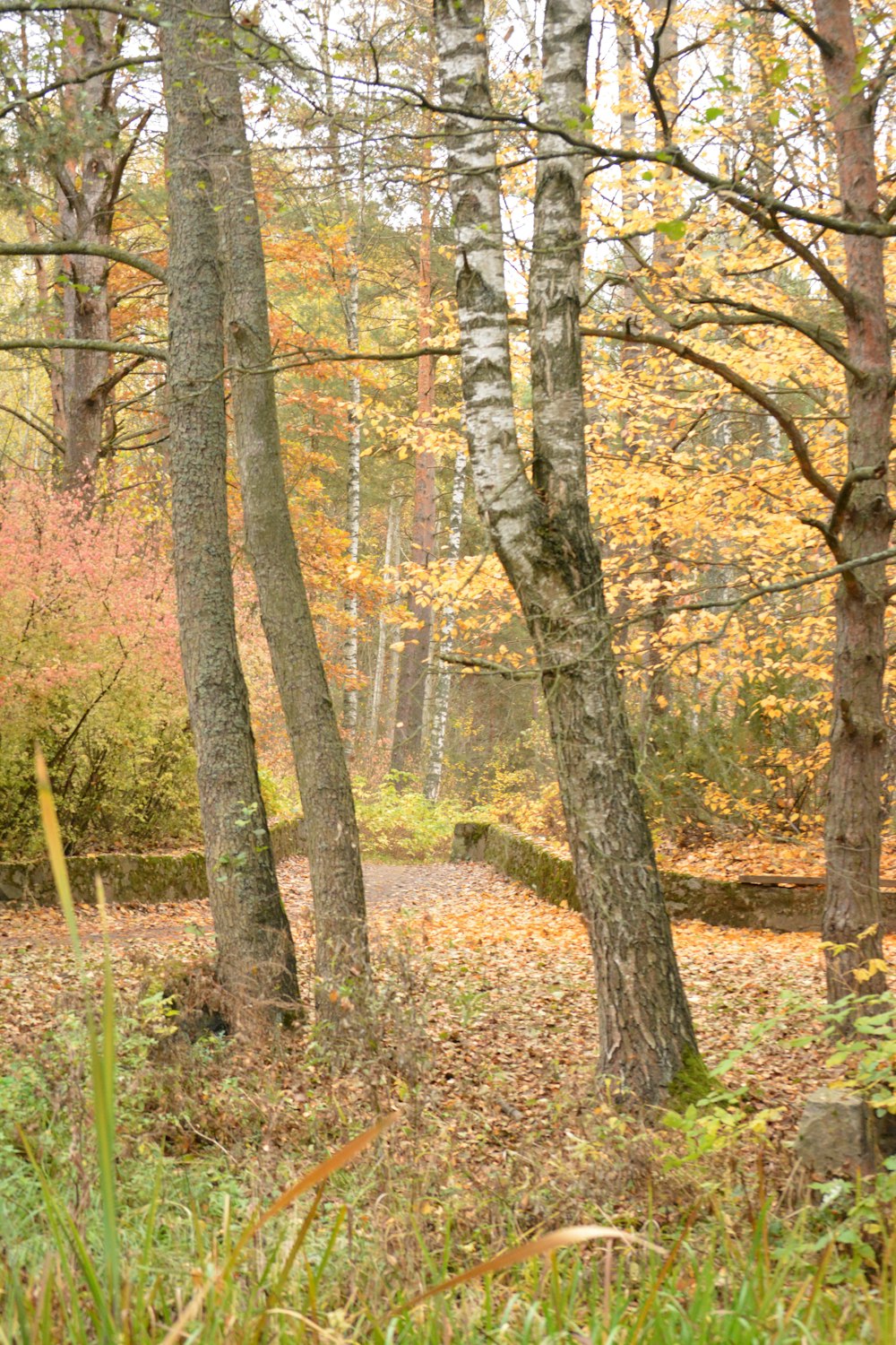 brown trees on green grass field during daytime