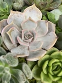 A close-up view of various succulent plants with fleshy leaves. The center succulent has pale, muted colors with a slight pink hue, surrounded by other succulents in shades of green. The leaves are thick and slightly waxy in appearance.