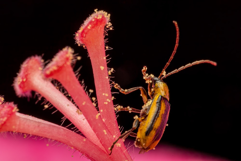 green and brown beetle on pink flower